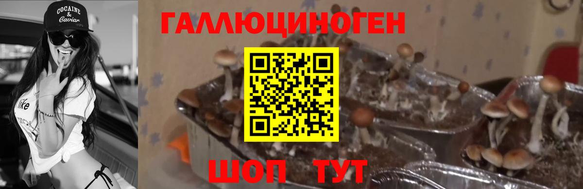 Псилоцибиновые грибы GOLDEN TEACHER  Вход с VPN  Великий Новгород 